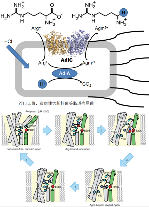 2009-Structure and Mechanism of an Amino Acid Antiporter-2009-Science-插图新.png