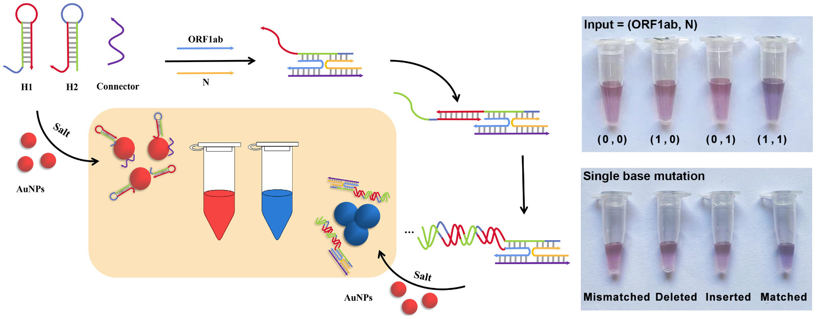 Colorimetric RNA.jpg